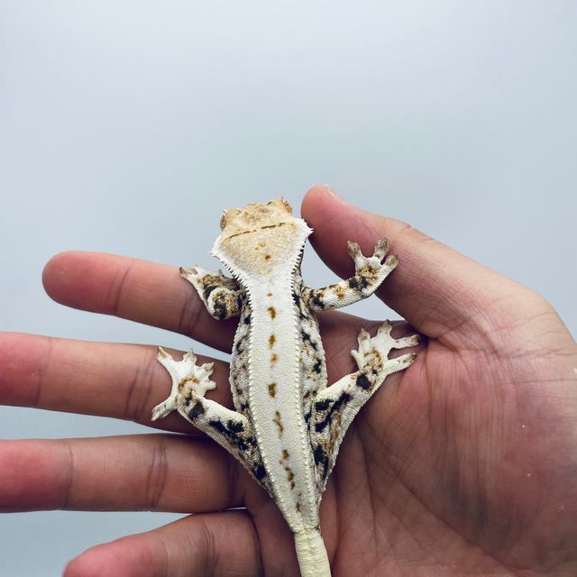 릴리화이트 화이트 레이지 바브