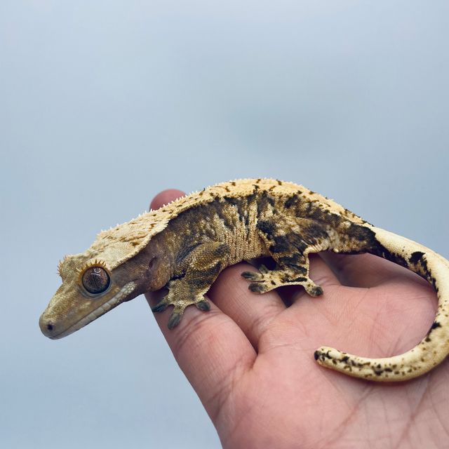 트라이 익스트림할리퀸 바브