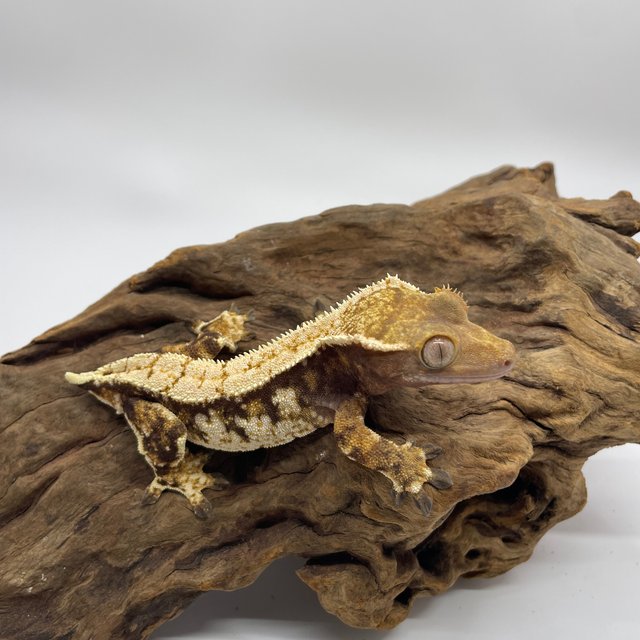 트라이 익스트림할리퀸 타이거 화이트스팟