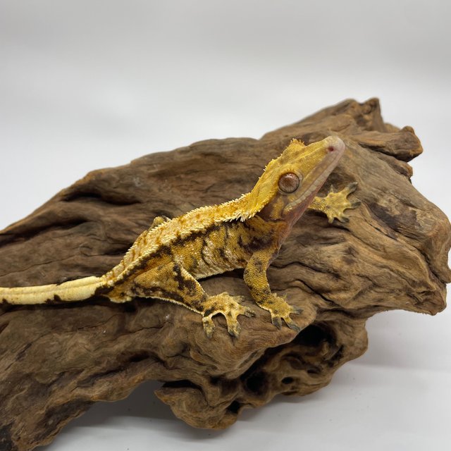 트라이 익스트림할리퀸 타이거