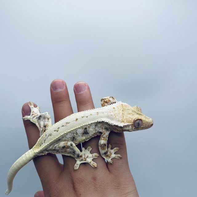 릴리화이트 화이트 레이지 바브