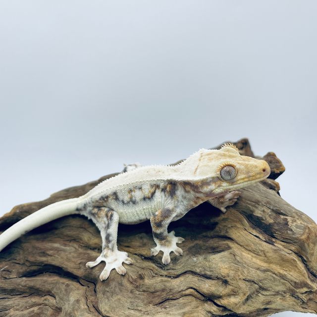 릴리화이트 트라이 화이트 레이지 바브