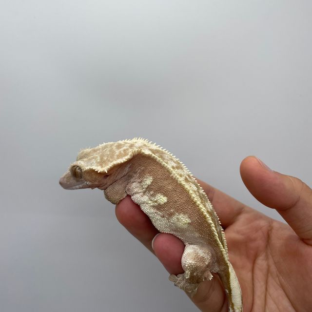 노멀 레드