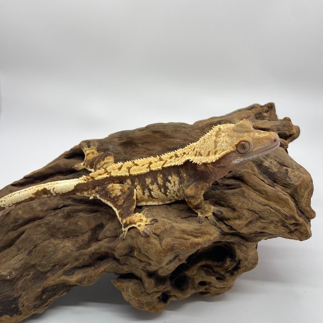 트라이 익스트림할리퀸