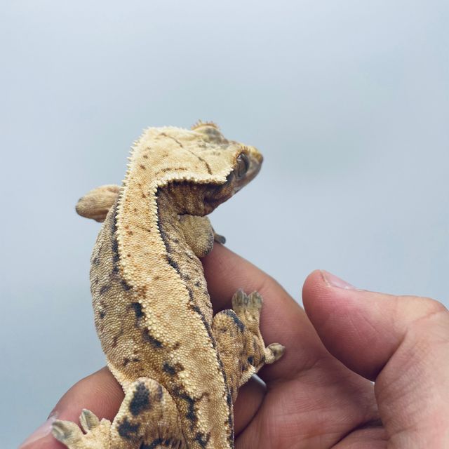 트라이 드리피 익스트림할리퀸 바브