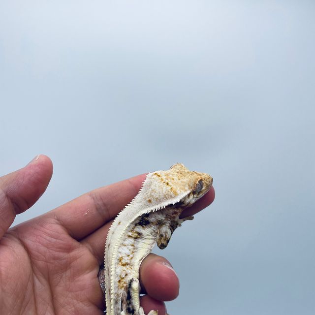 릴리화이트 화이트 레이지 바브