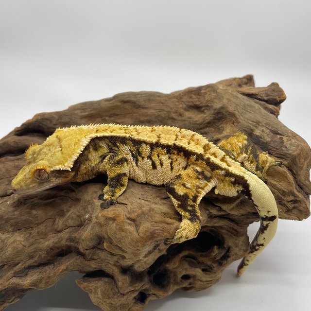 트라이 익스트림할리퀸 타이거