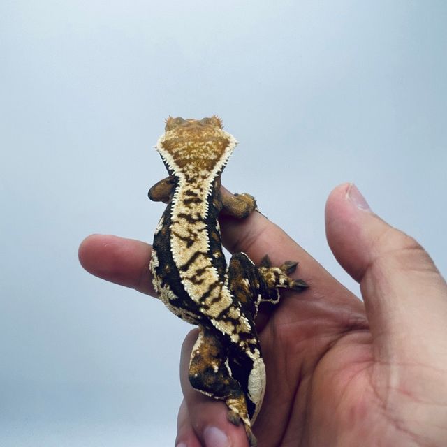 트라이 익스트림할리퀸 다크 텐저린 바브