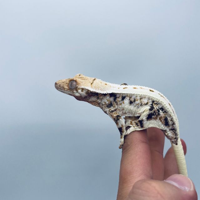 릴리화이트 화이트 레이지 바브