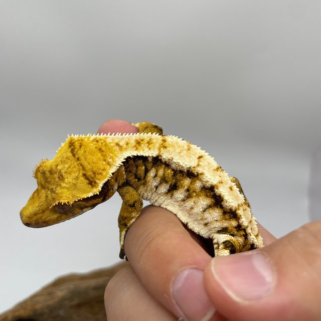 트라이 익스트림할리퀸 타이거