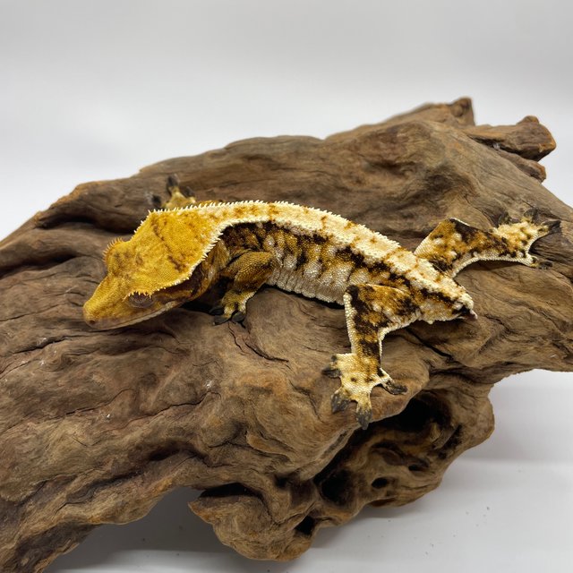 트라이 익스트림할리퀸 타이거