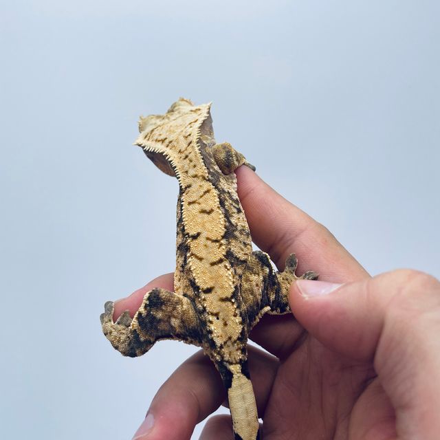 트라이 익스트림할리퀸 바브