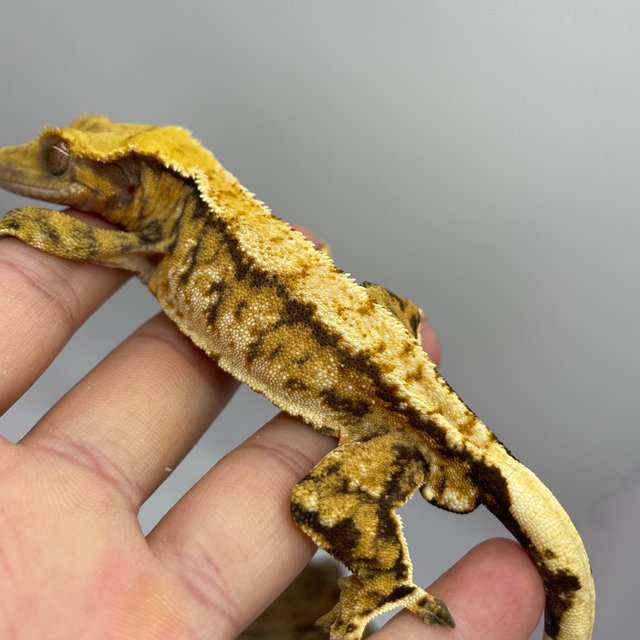 트라이 익스트림할리퀸 타이거