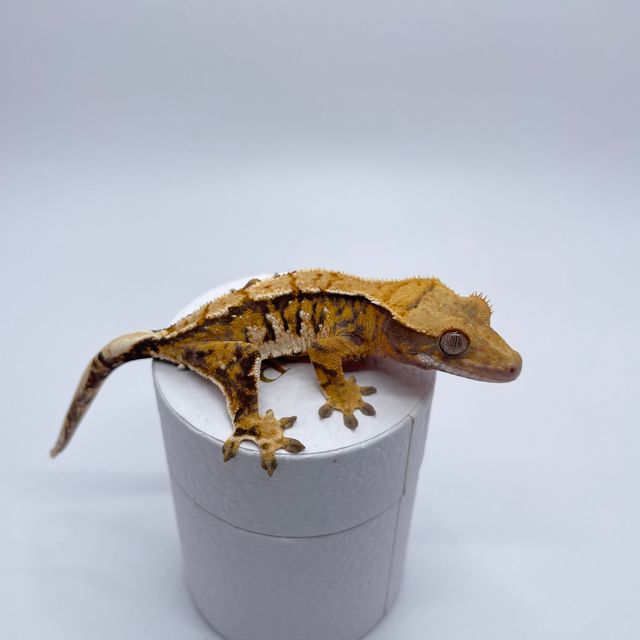 트라이 타이거 바브