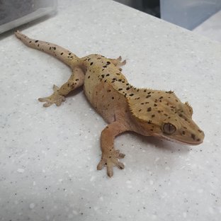 슈퍼달마시안 레드