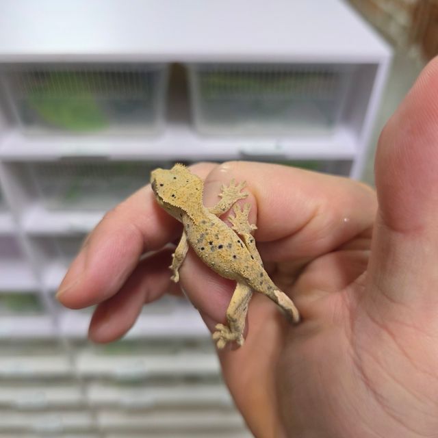 슈퍼달마시안 달마시안
