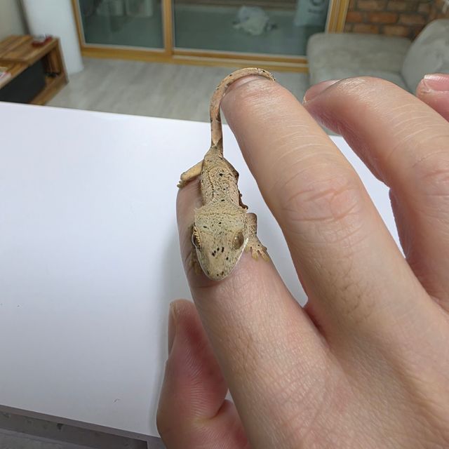 슈퍼달마시안 달마시안