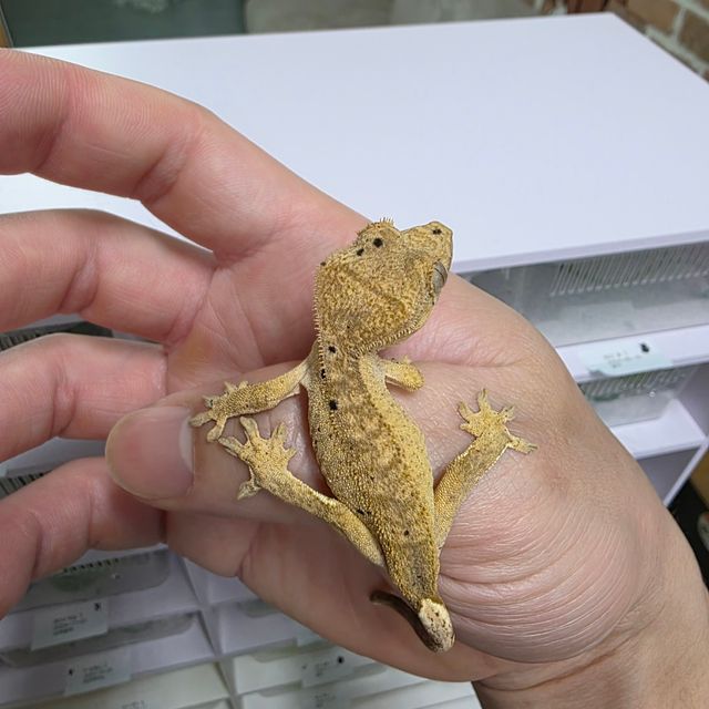 달마시안 슈퍼달마시안