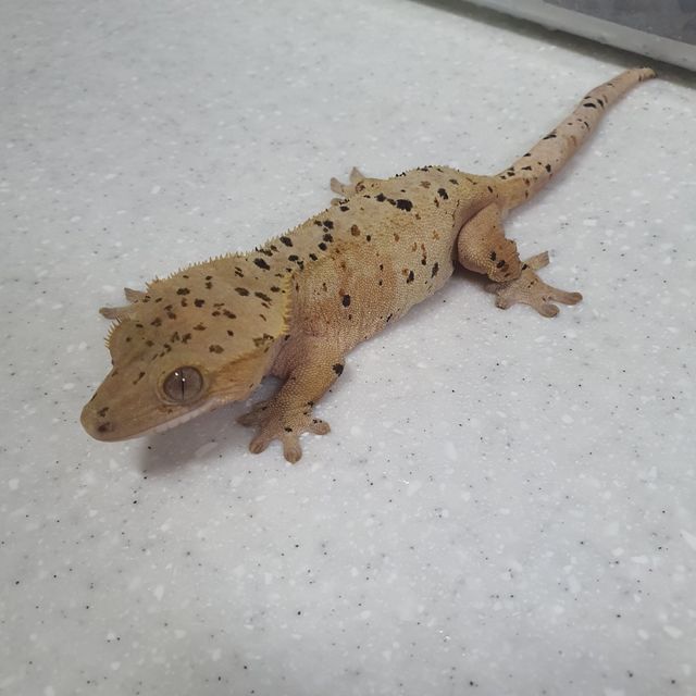 슈퍼달마시안 레드