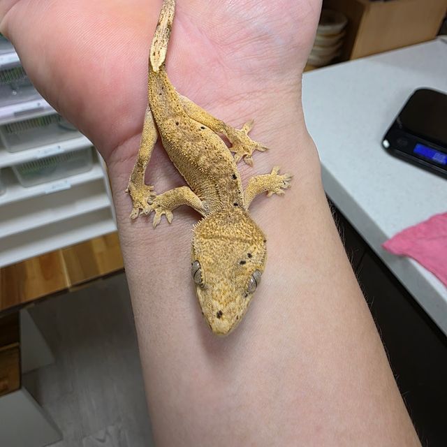 달마시안 슈퍼달마시안