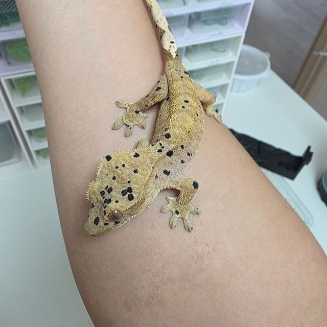 슈퍼달마시안