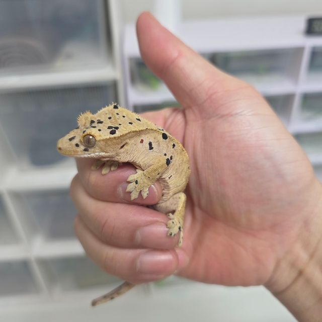 슈퍼달마시안