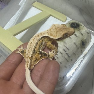 트라이