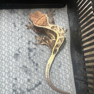 세이블