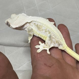 릴리화이트 판다