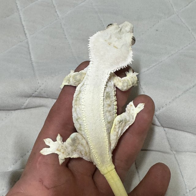 릴리화이트 판다