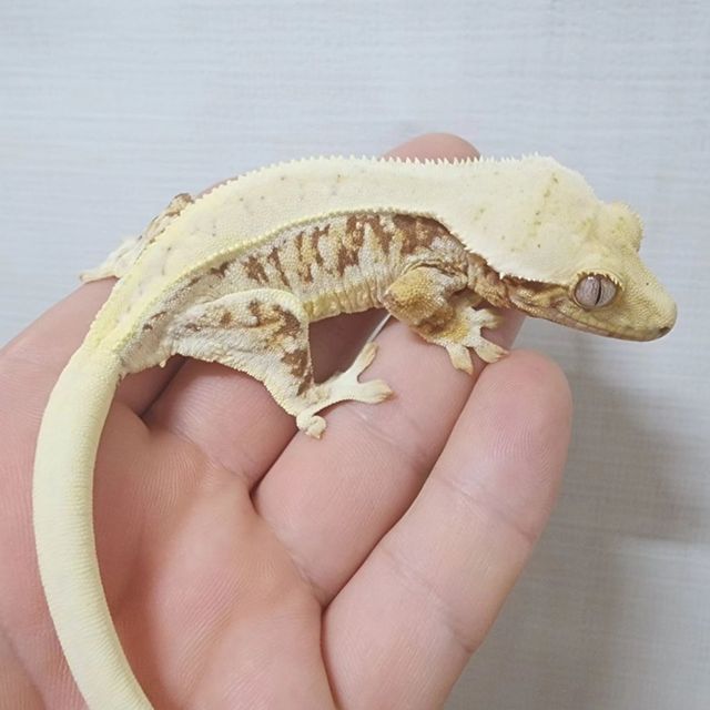 릴리화이트 레드