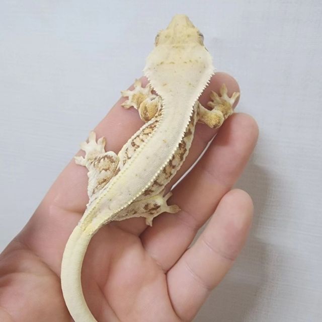 릴리화이트 레드