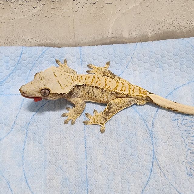 노멀 트라이