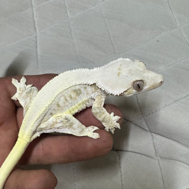 릴리화이트 판다