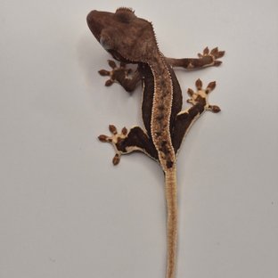 릴리화이트 풀핀 쿼드