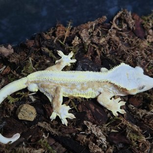 릴리화이트 풀핀 슈퍼스트라이프 드리피 크림시클