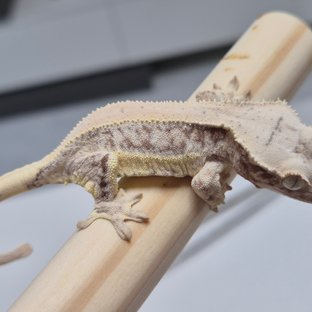 릴리화이트 풀핀