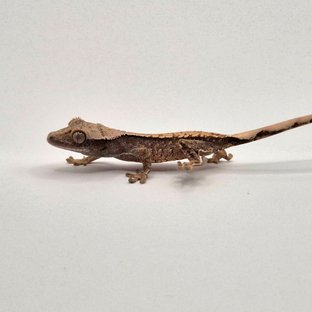 노멀 트라이 화이트포트홀