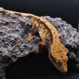 노멀 트라이 익스트림할리퀸 텐저린