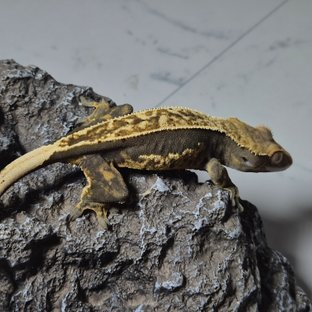 노멀 엠티백 슈퍼스트라이프 핀스트라이프