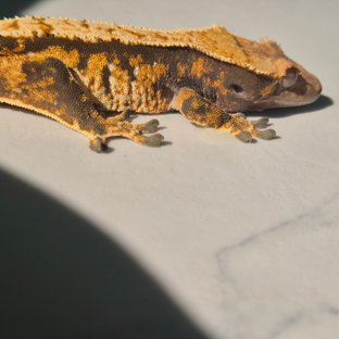 노멀 트라이 익스트림할리퀸 텐저린