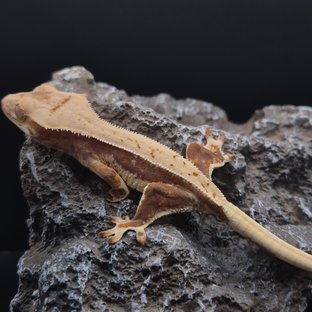 릴리화이트 풀핀 쿼드