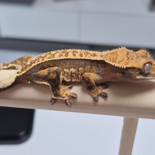 노멀 트라이 슈퍼스트라이프 풀핀 핀스트라이프