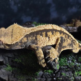 노멀 트라이 익스트림할리퀸 텐저린