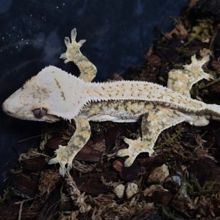 노멀 트라이 화이트스팟 화이트포트홀 풀핀 화이트크라운