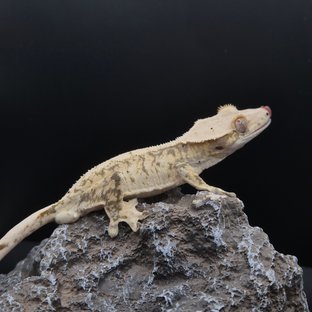 노멀 화이트포트홀 화이트스팟