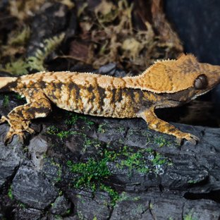 노멀 트라이 화이트포트홀 화이트핀 화이트크라운