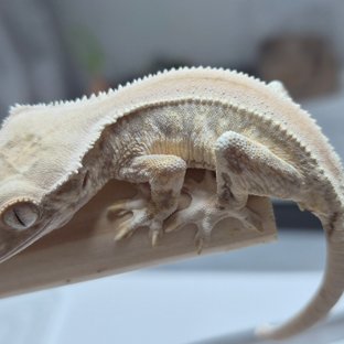 릴리화이트 솔리드백 풀핀