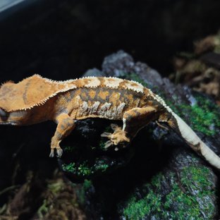 노멀 트라이 화이트스팟 화이트핀