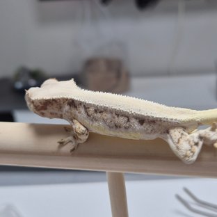 릴리화이트 솔리드백 풀핀